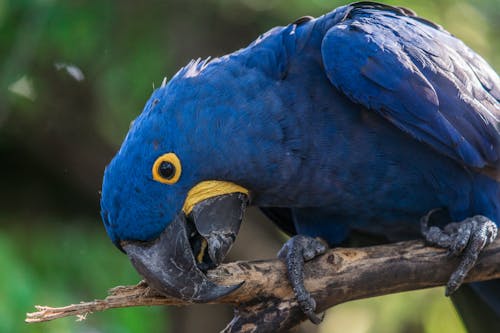 Cerca De Pájaro Azul De Pico Corto