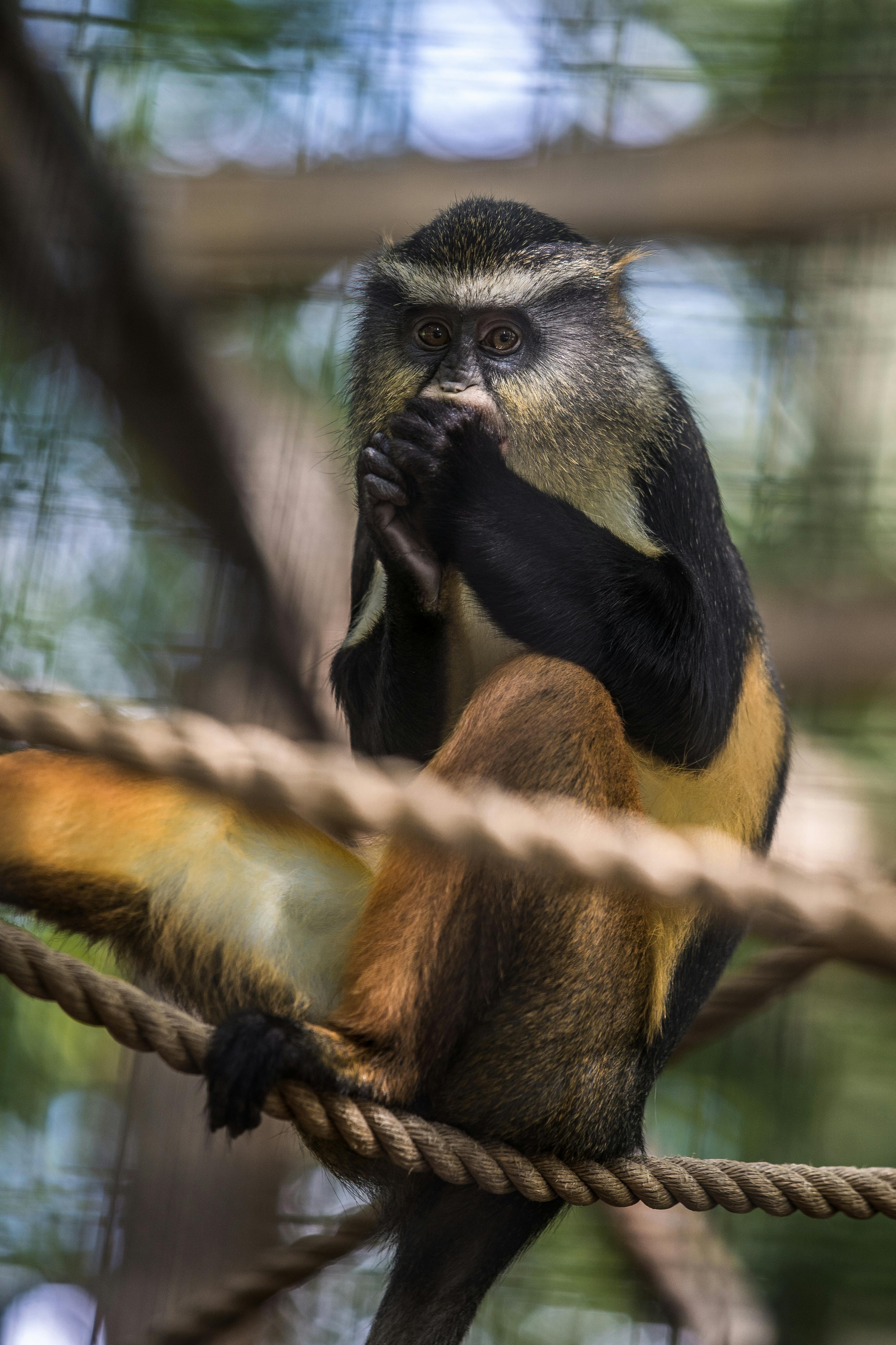 Fotografia Com Foco Raso Do Macaco Branco · Foto profissional gratuita