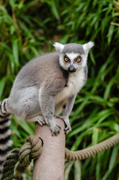 Free Ring Tailed Lemur on Grey Post Stock Photo
