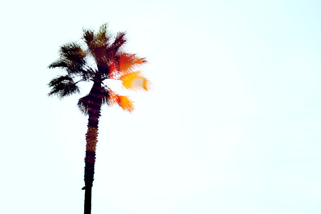 Silhouette Of Palm Tree