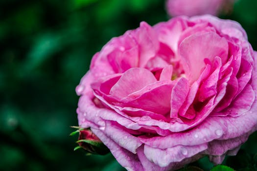 Close-up of a vibrant pink garden rose with water droplets on petals, captured outdoors.