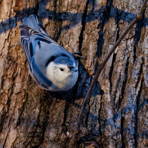 Close-Up Shot of a White-Breasted Nuthatch 