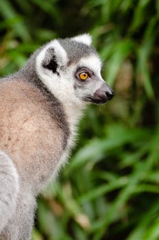 Detailed close-up of a ring-tailed lemur (Lemur catta) with lush green background.