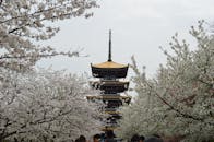 在中国武汉的一座传统宝塔上，春天盛开着令人惊叹的樱花