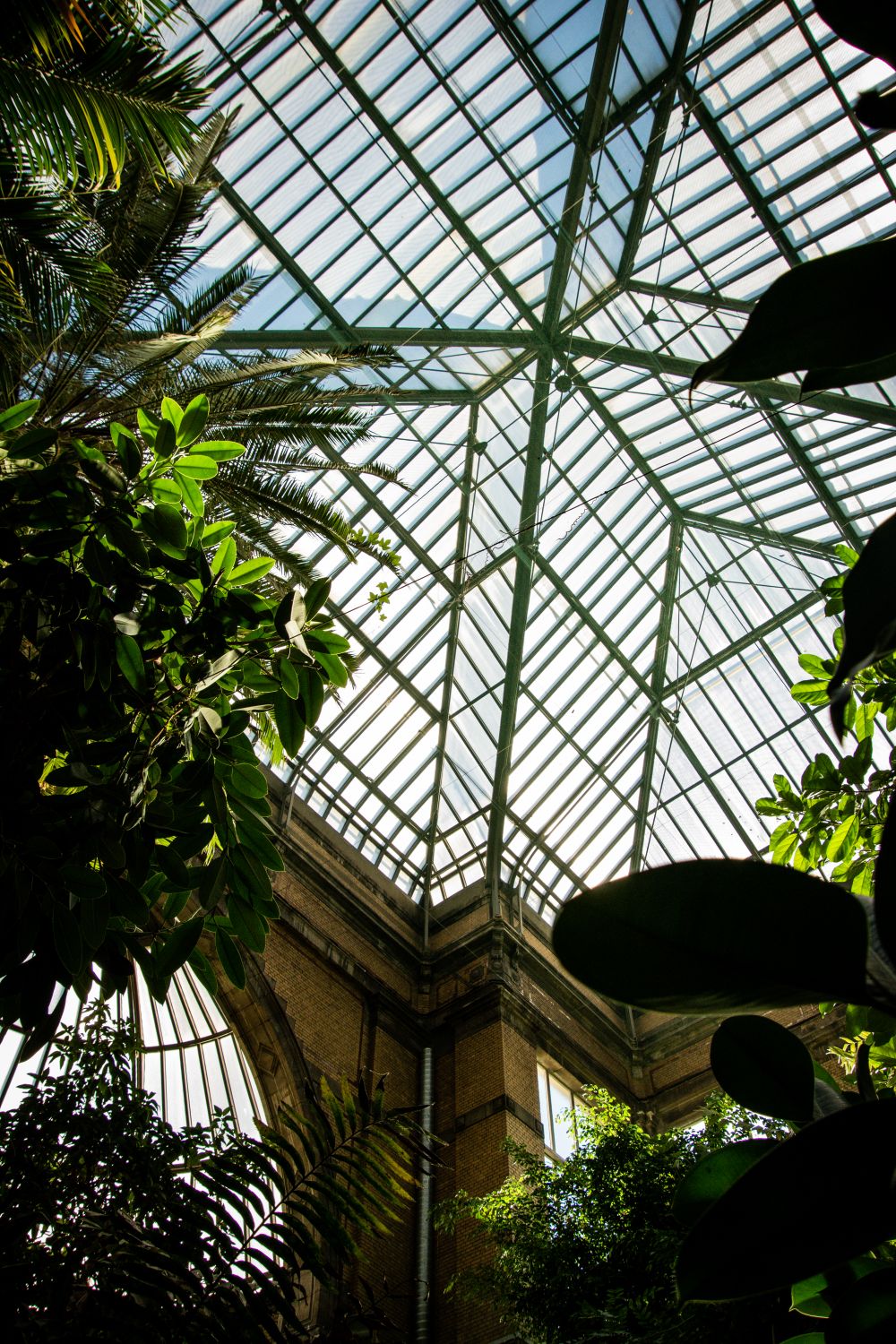Tree Growing Inside Building Trees Growing inside the Building with Metal Framed Ceiling · Free ...