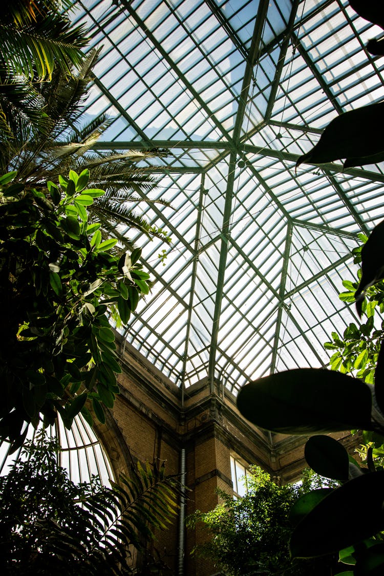 Trees Growing Inside The Building With Metal Framed Ceiling 