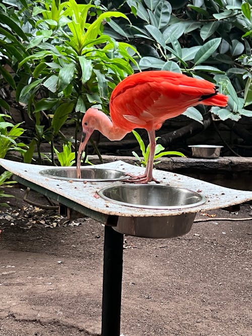 Free stock photo of beautiful background, bird, flamingo