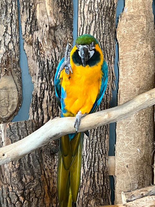 Free stock photo of bird, green parrot, parrot