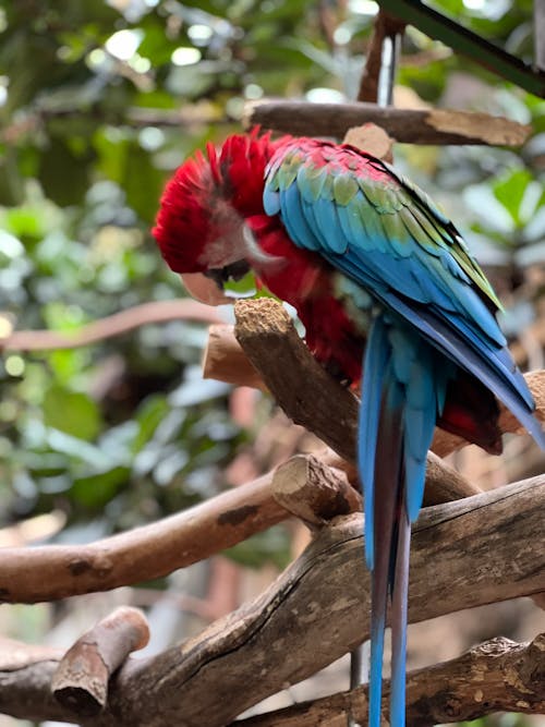 Free stock photo of bird, parrot, parrots