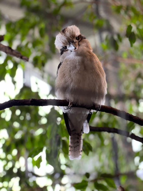 Free stock photo of bird, wallpaper design