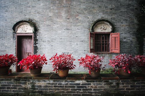 Plants with Red Leaves on Clay Pots