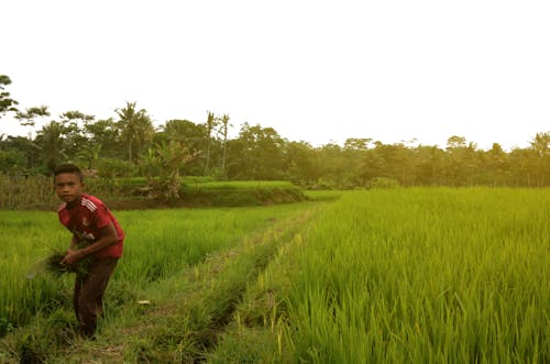 Fotos de stock gratuitas de campos de arroz, césped, granja