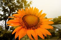 户外，明亮的向日葵盛开着，展示出充满活力的黄色花瓣和复杂的图案