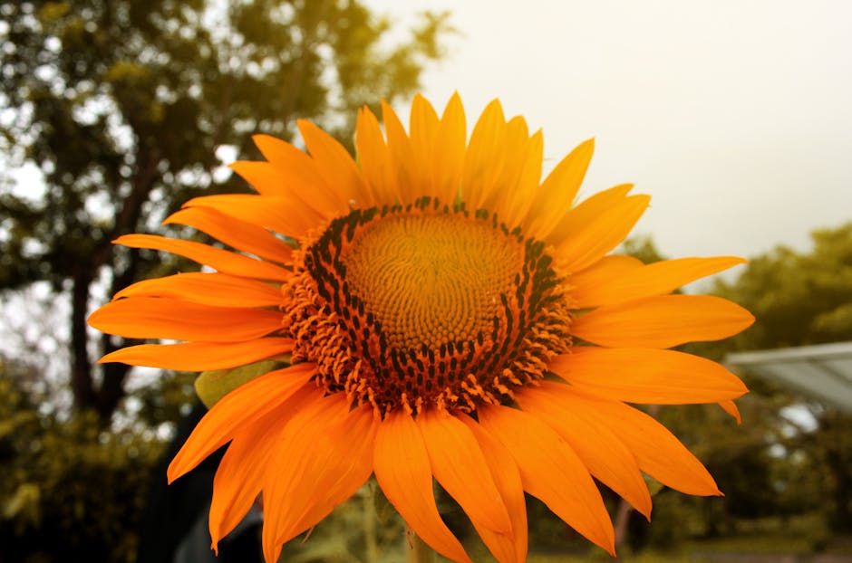 Yellow Sunflower