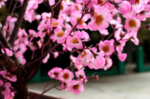 Fotos de stock gratuitas de árbol floreciente, cerezos en flor, flores