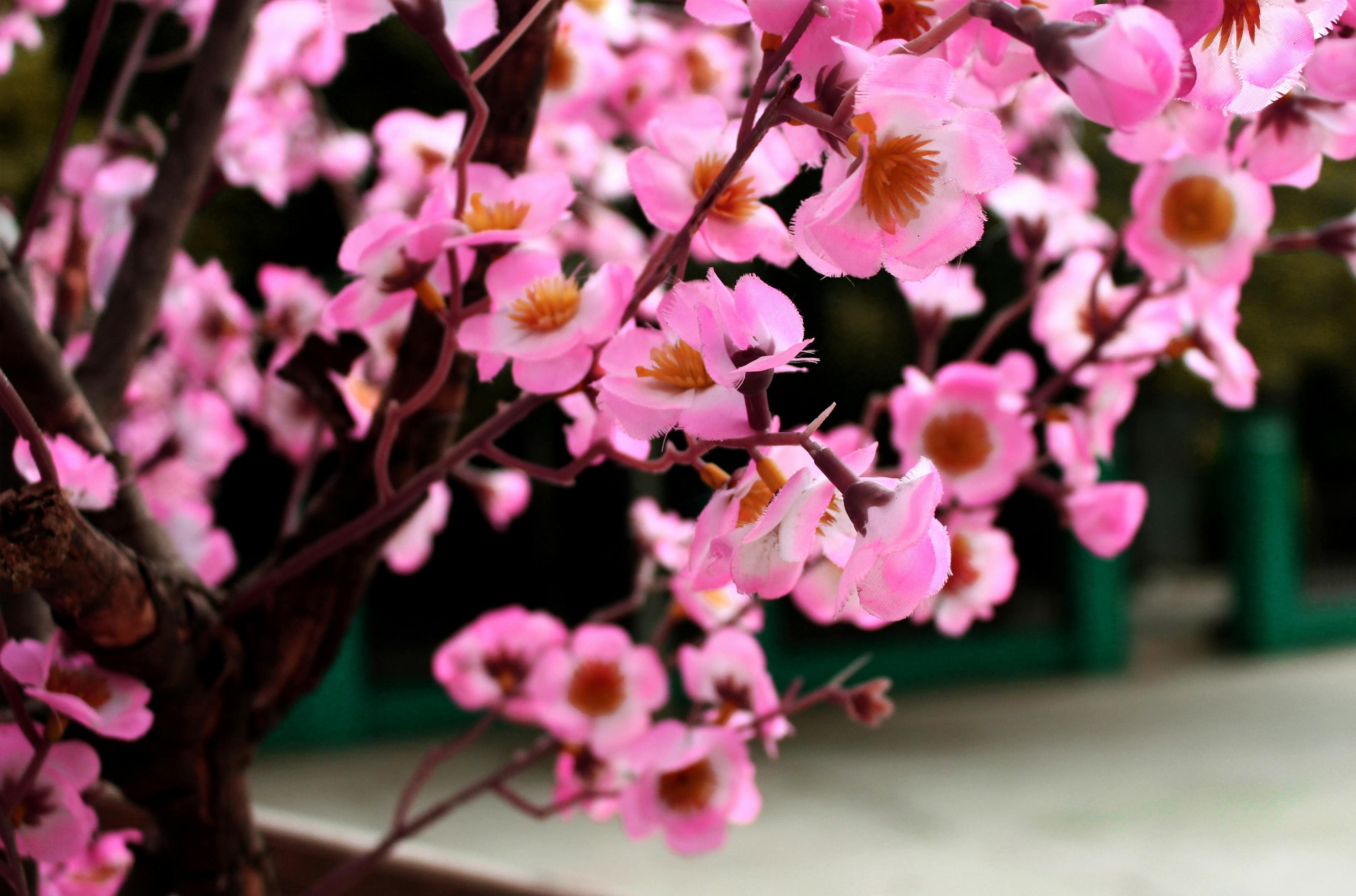 Paling Keren 30 Gambar Abstrak Bunga  Sakura  Gambar Bunga  HD