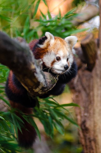 Fotomural Adorable panda rojo (Ailurus fulgens) posado en una rama rodeada de hojas verdes exuberantes.
