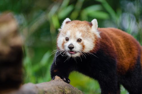 Red Panda On Bamboo Tree Branc · Free Stock Photo