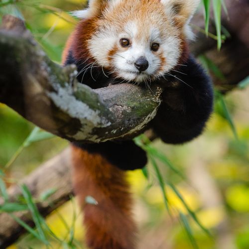 Red Panda At Daytime Free Stock Photo red-panda-at-daytime-free-stock-photo