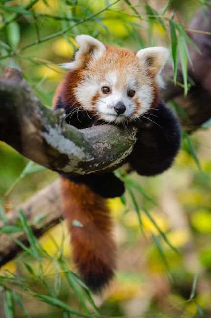 Fotomural Un lindo panda rojo descansando en una rama de árbol entre un follaje exuberante, capturado en un entorno salvaje.
