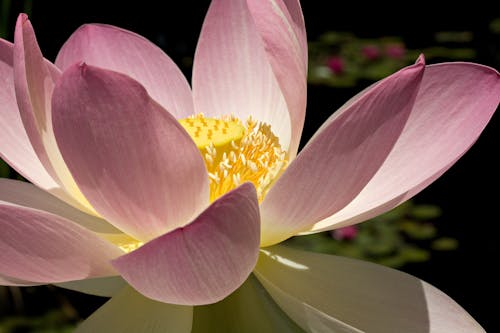 Pink and Yellow Flower in Macro Photography