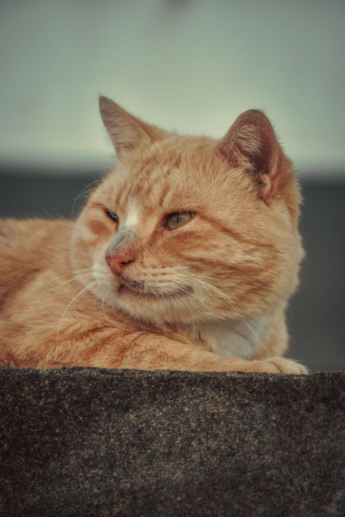 Free A close-up shot of a relaxed ginger tabby cat with green eyes lounging on a concrete surface. Stock Photo