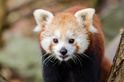 Free Close Up Photography of Red Panda Stock Photo
