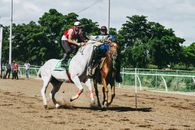 Two White and Brown Running Horses