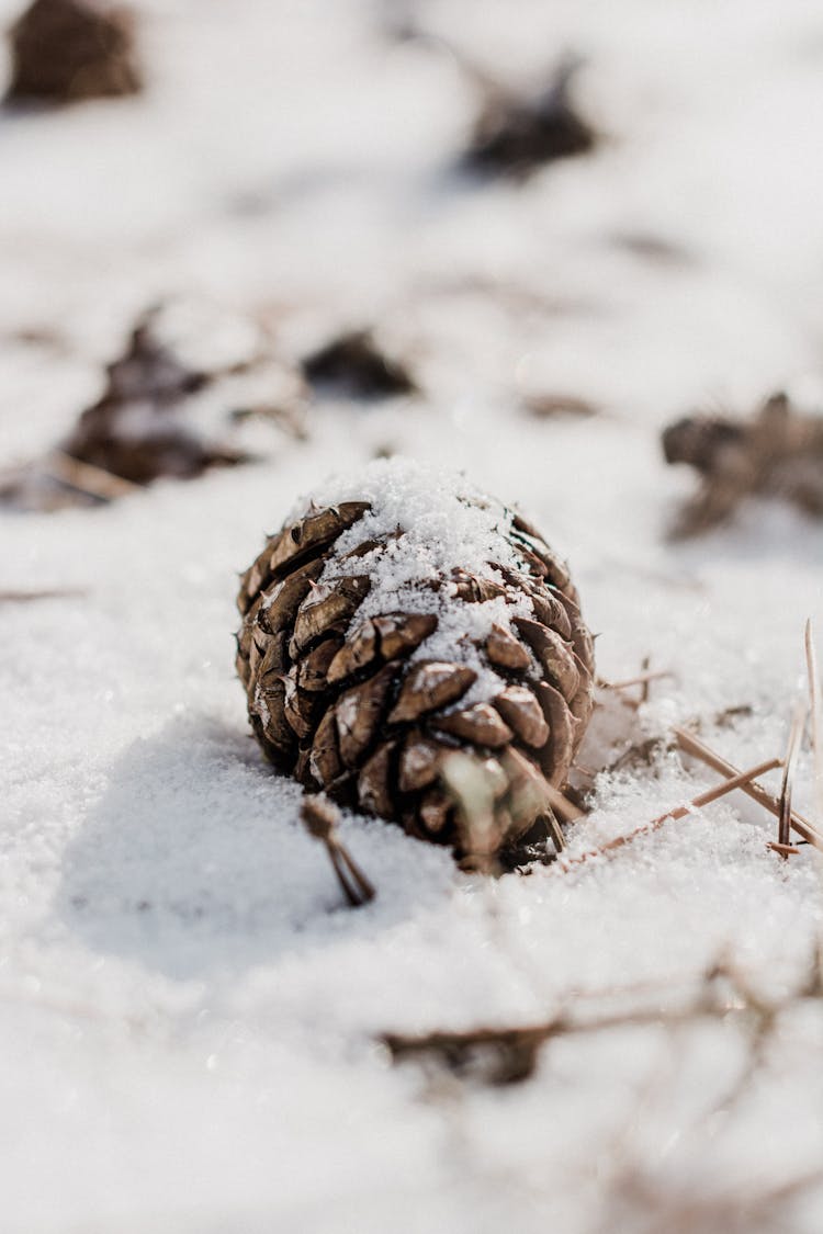 Cone On Snow