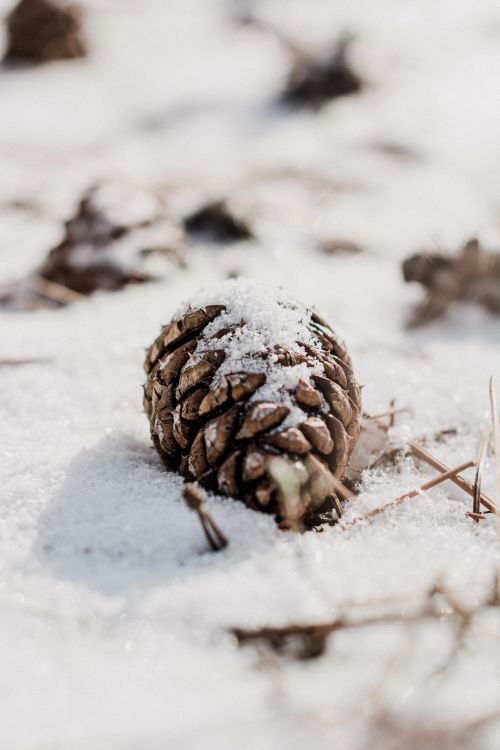 Free A pine cone partially covered in snow on a sunny winter day, conveying serene nature beauty. Stock Photo