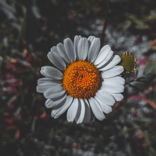 Free stock photo of african daisies, african daisy, barberton daisies Stock Photo