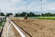 Horse Running in Field