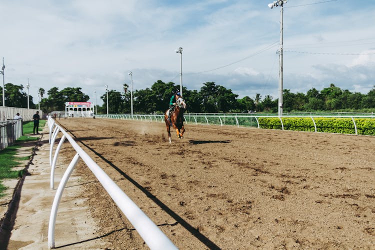 Horse Running In Field