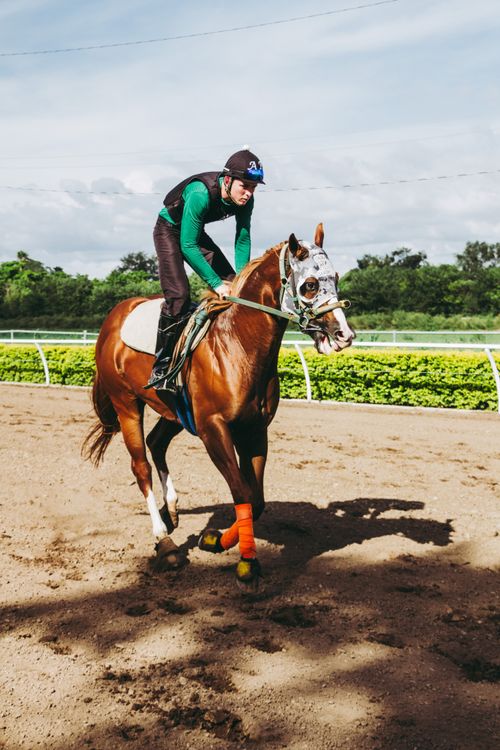 Free Jockey riding a horse during a race on a sunny day at the track. Stock Photo