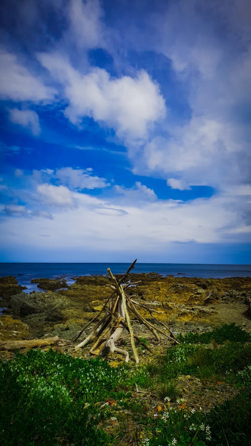 Free stock photo of beach, blue sky, driftwood