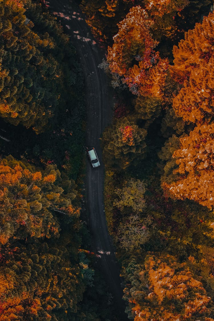 Top View Of A Road In A Forest