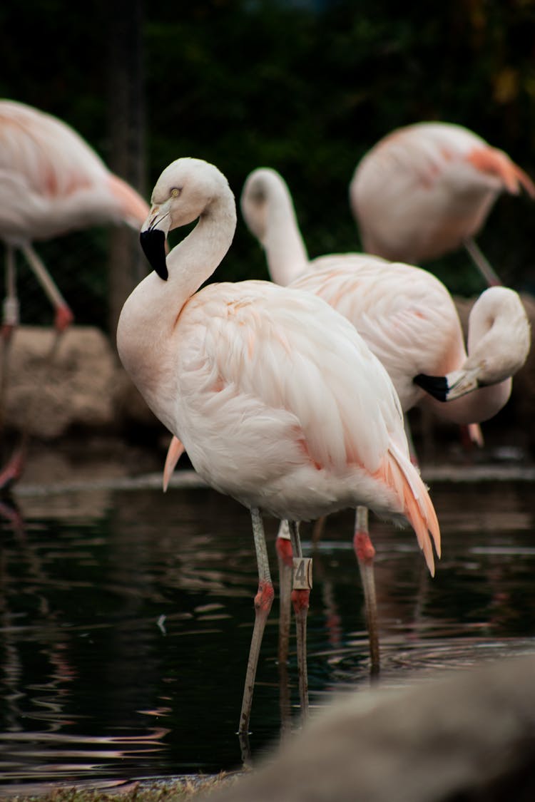 Flamingos On The Water 