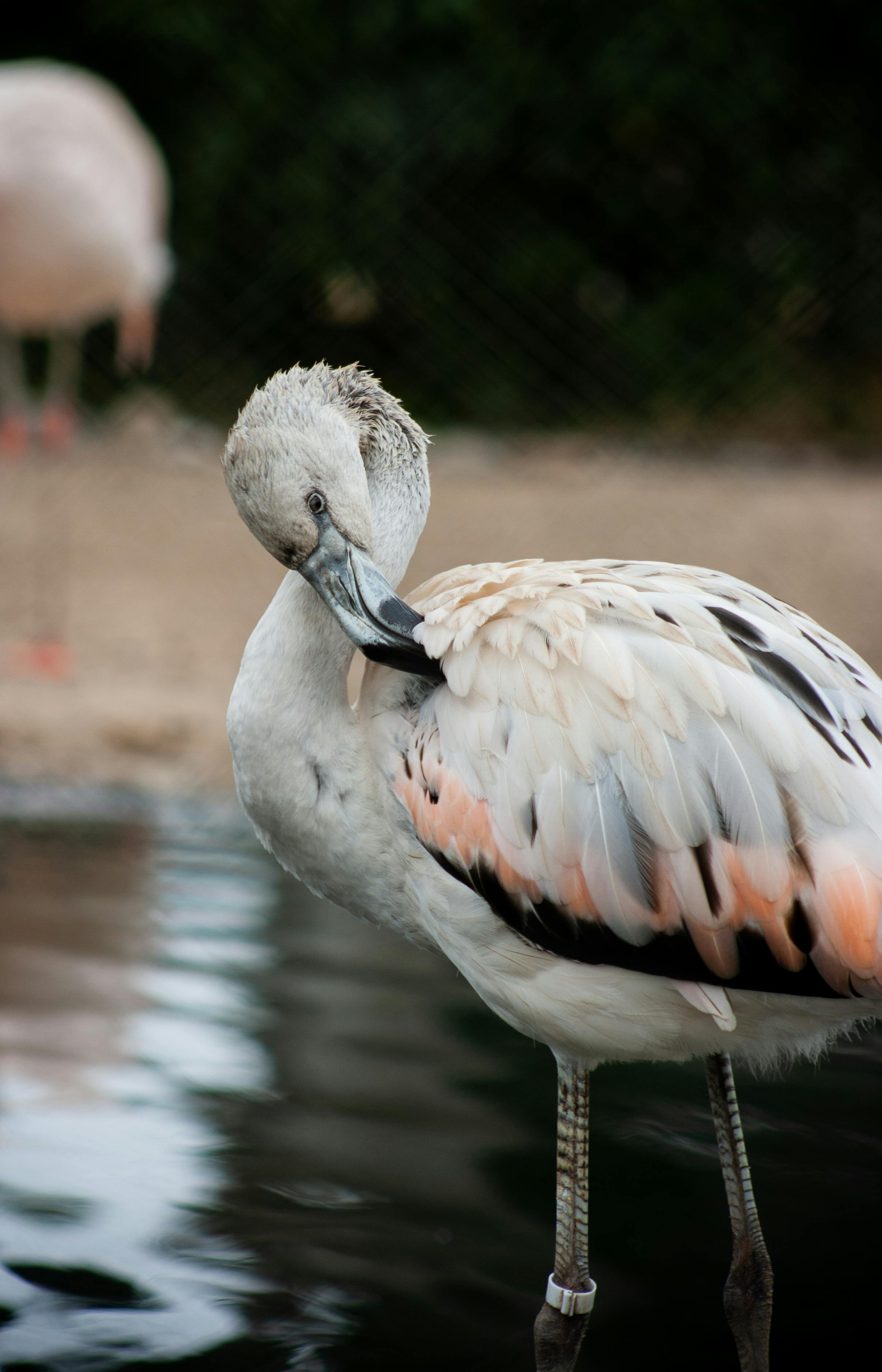 A detailed view of a flamingo preening its feathers by the water in Callao, Peru.