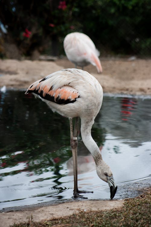 A Flamingo Standing near Water