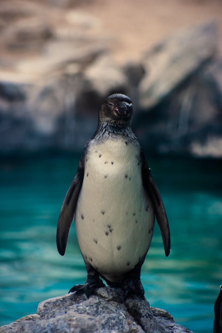 Close-Up Shot Of A Penguin 