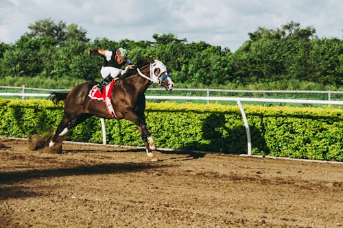 Jockey Riding Horse At Rally