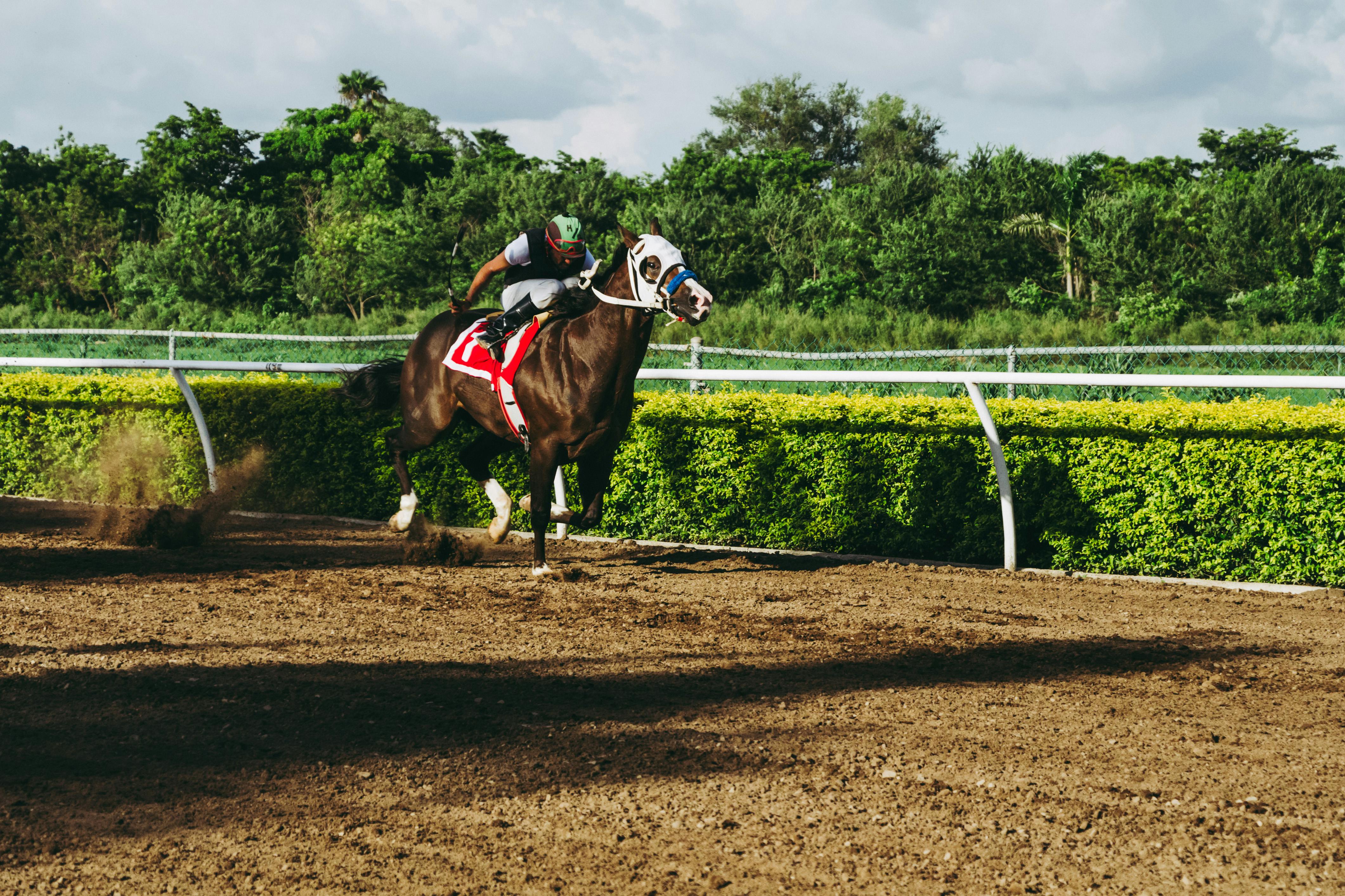 Black horse Wallpaper 4K Race track Clear sky 4187