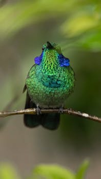 Close-up of a vibrant Mexican Violetear hummingbird on a branch.