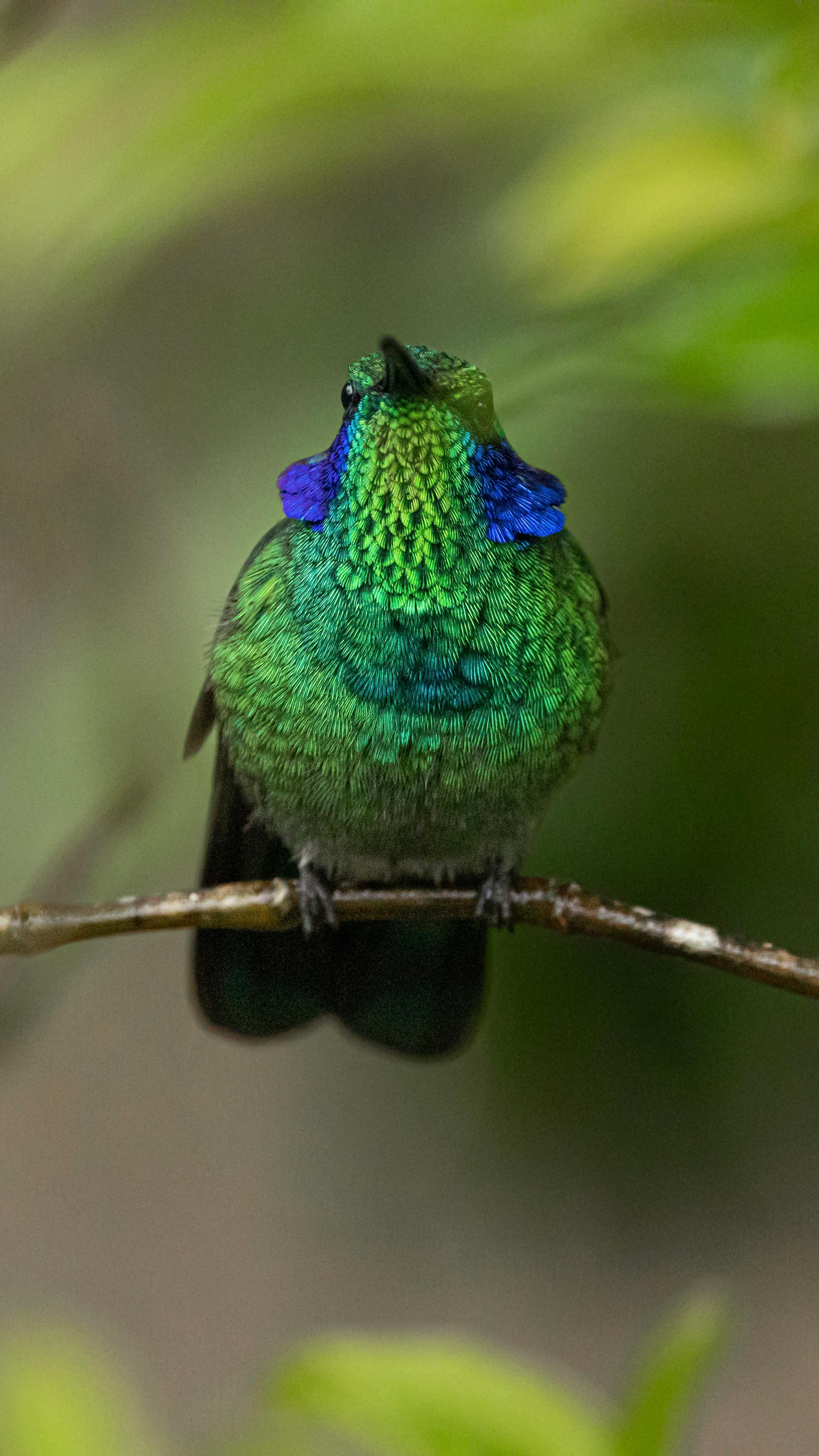 Feathers Falling Photos, Download The BEST Free Feathers Falling Stock