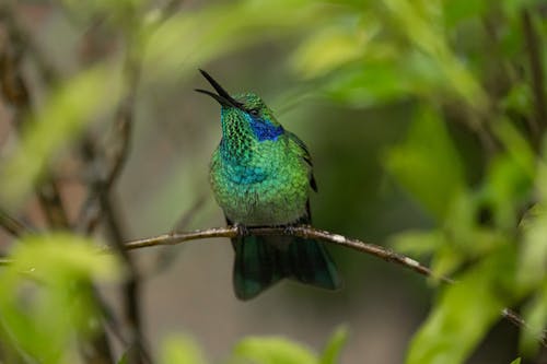 Fotobanka s bezplatnými fotkami na tému kolibrík, posadený, vetva