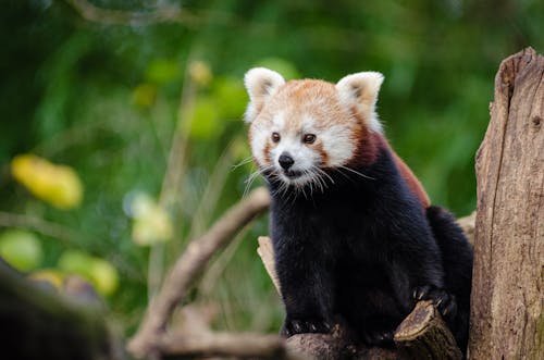 Red Panda in Close Up