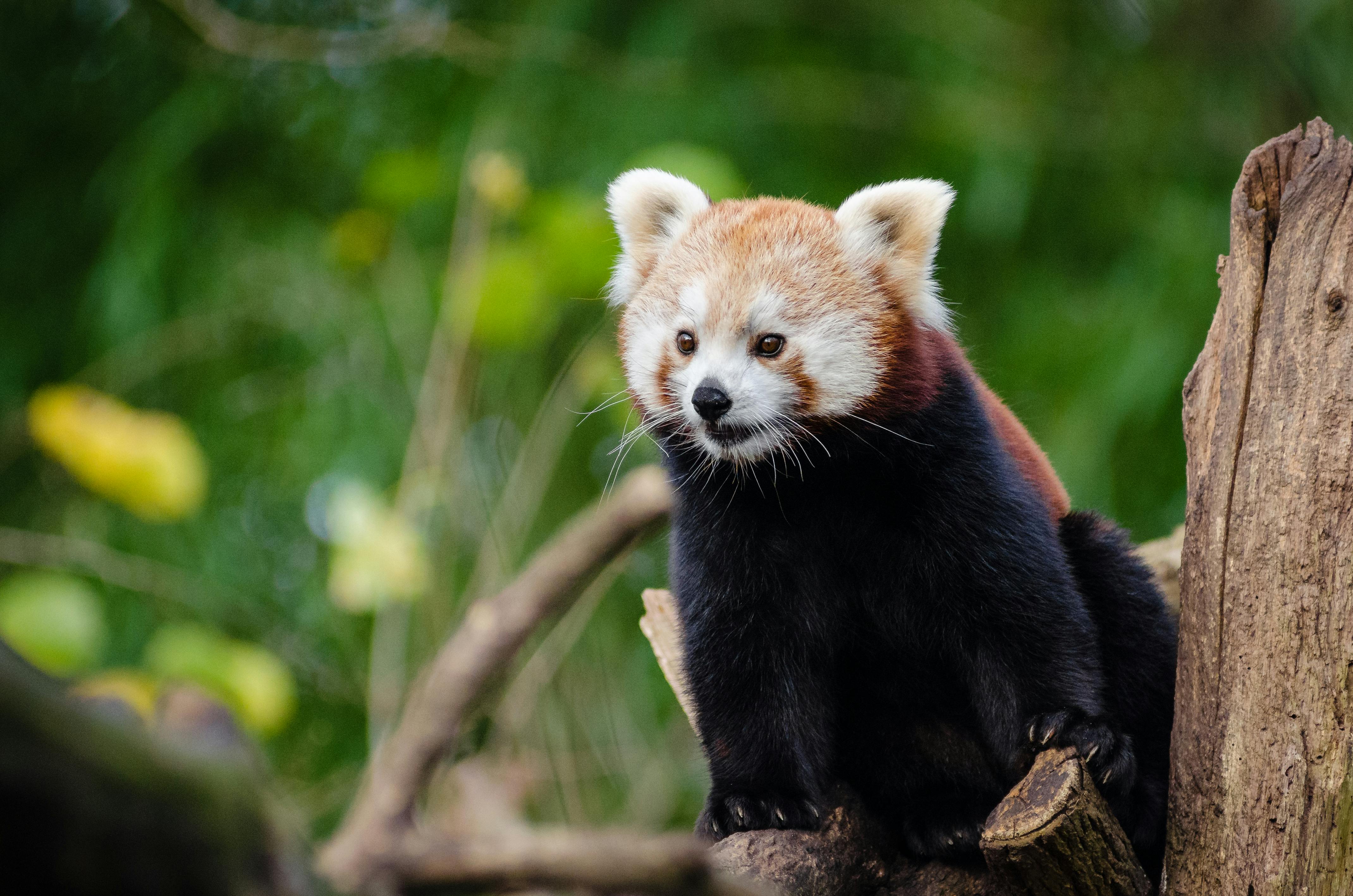 Free stock photo of à fourrure, à poils, animal