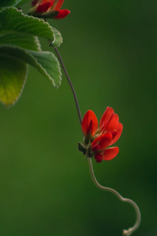 Free stock photo of bokeh, flower, red