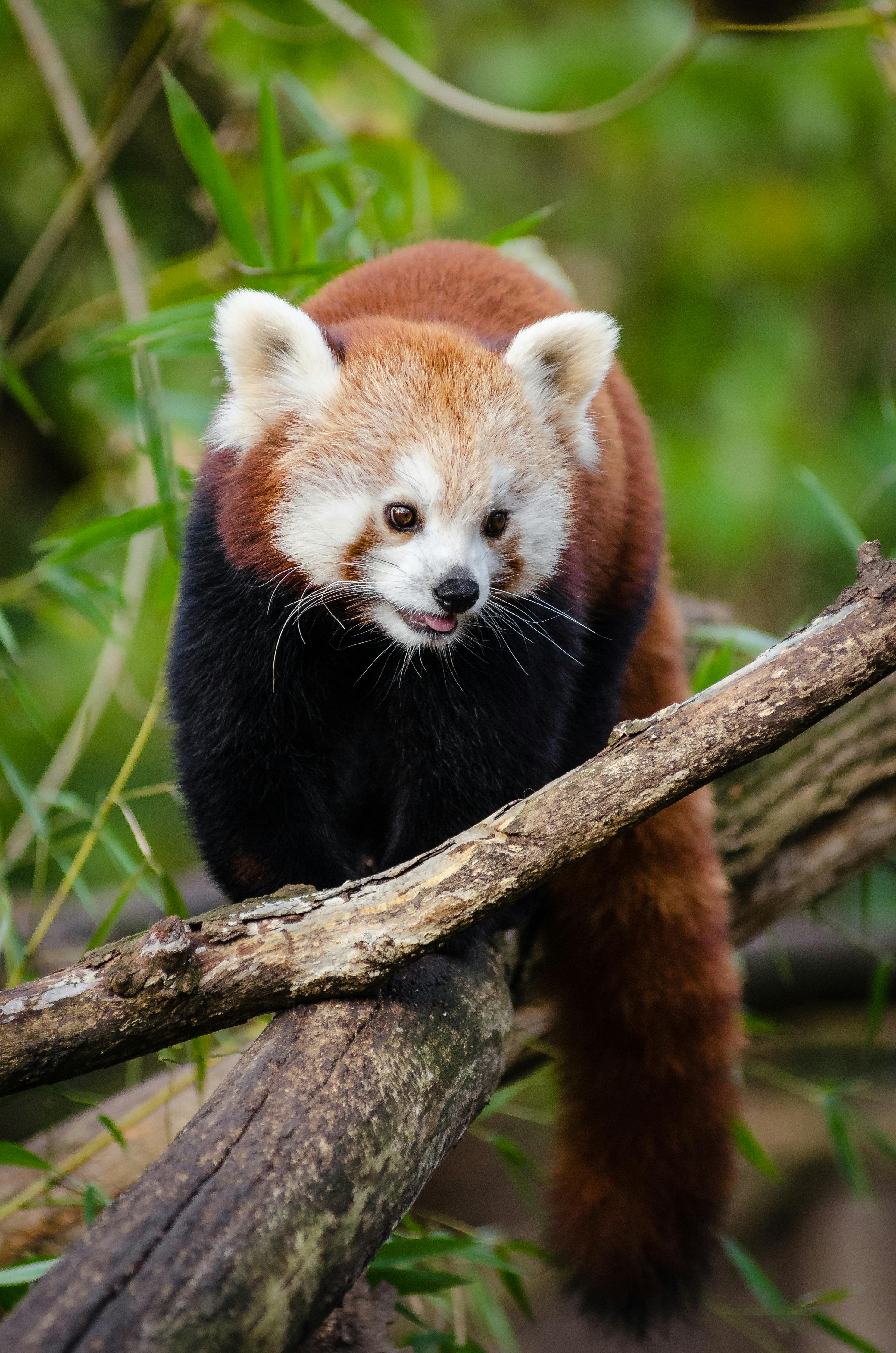 Orange Black Animal on Tree Branch · Free Stock Photo