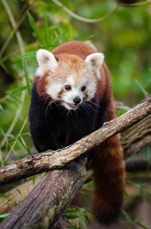 Free Discover the adorable red panda exploring its lush, green outdoor habitat. Stock Photo